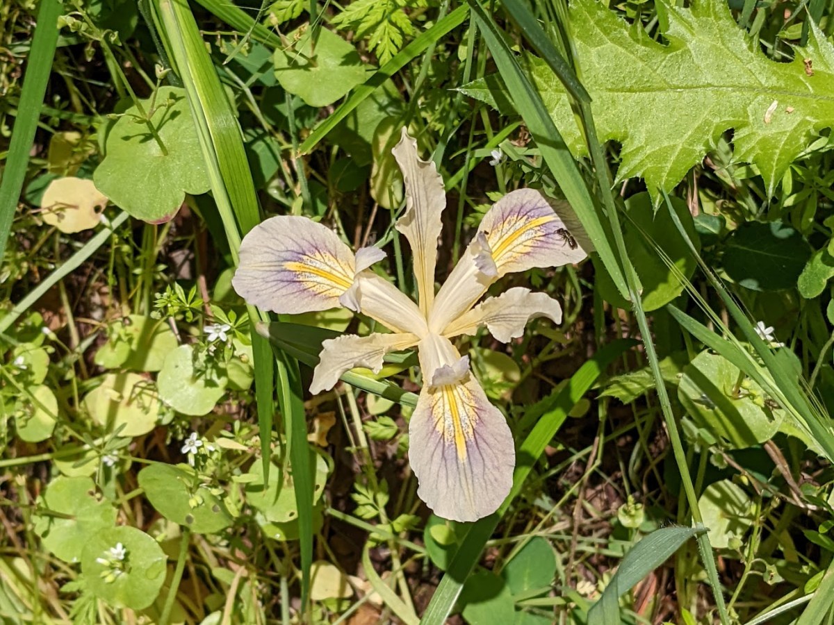 Incongruous Spring