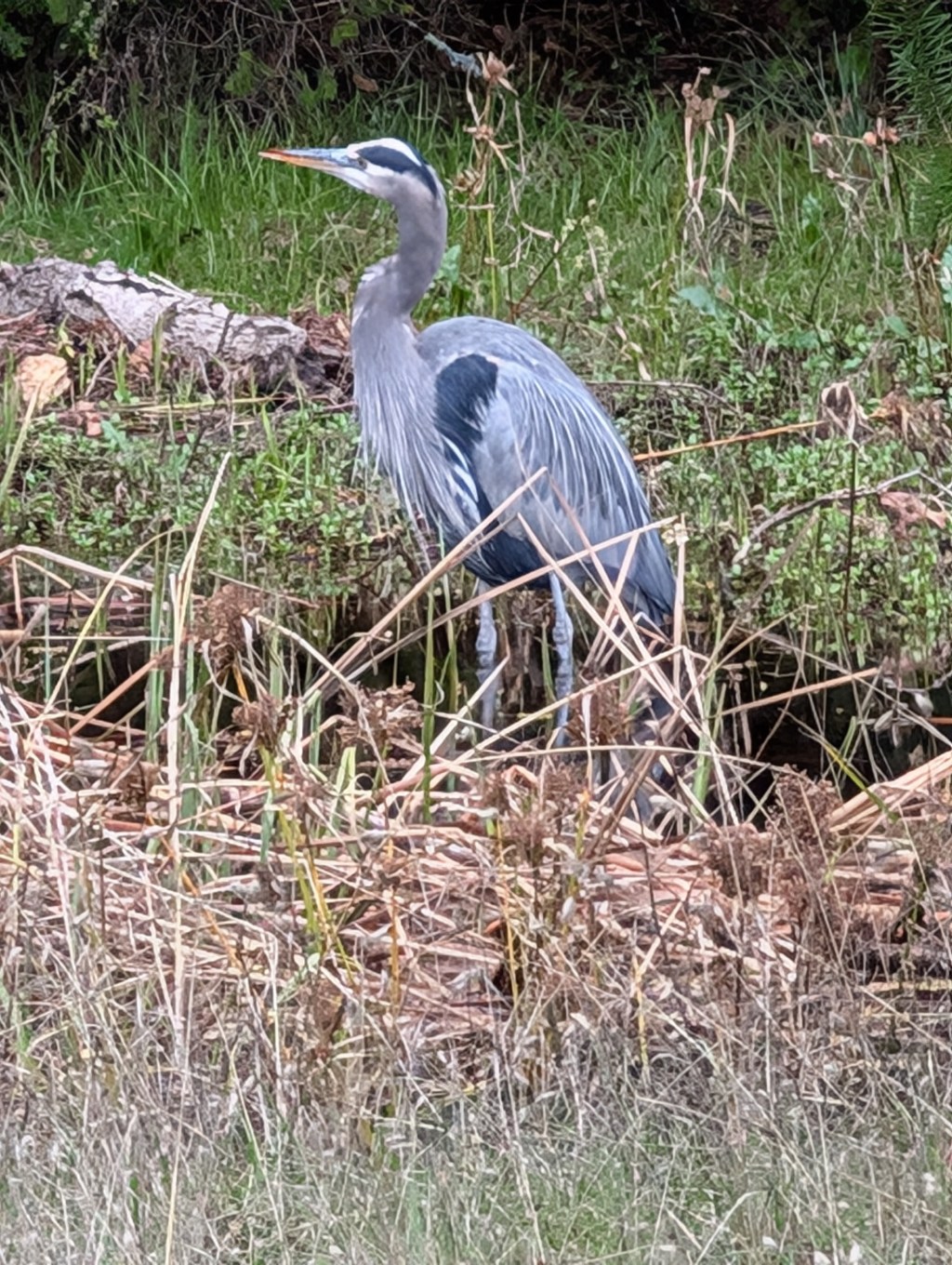 Blue Blue Heron