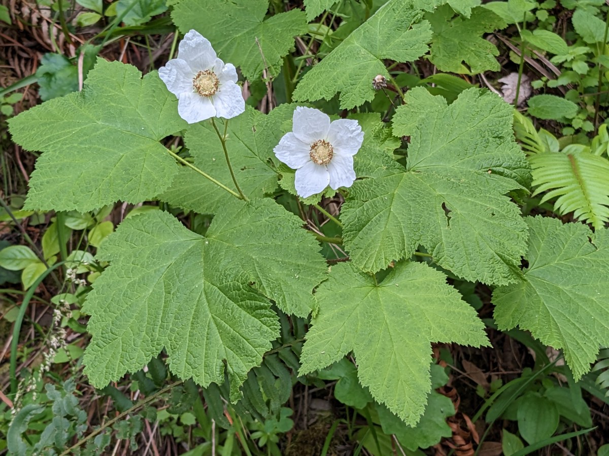 Spring Wildflowers