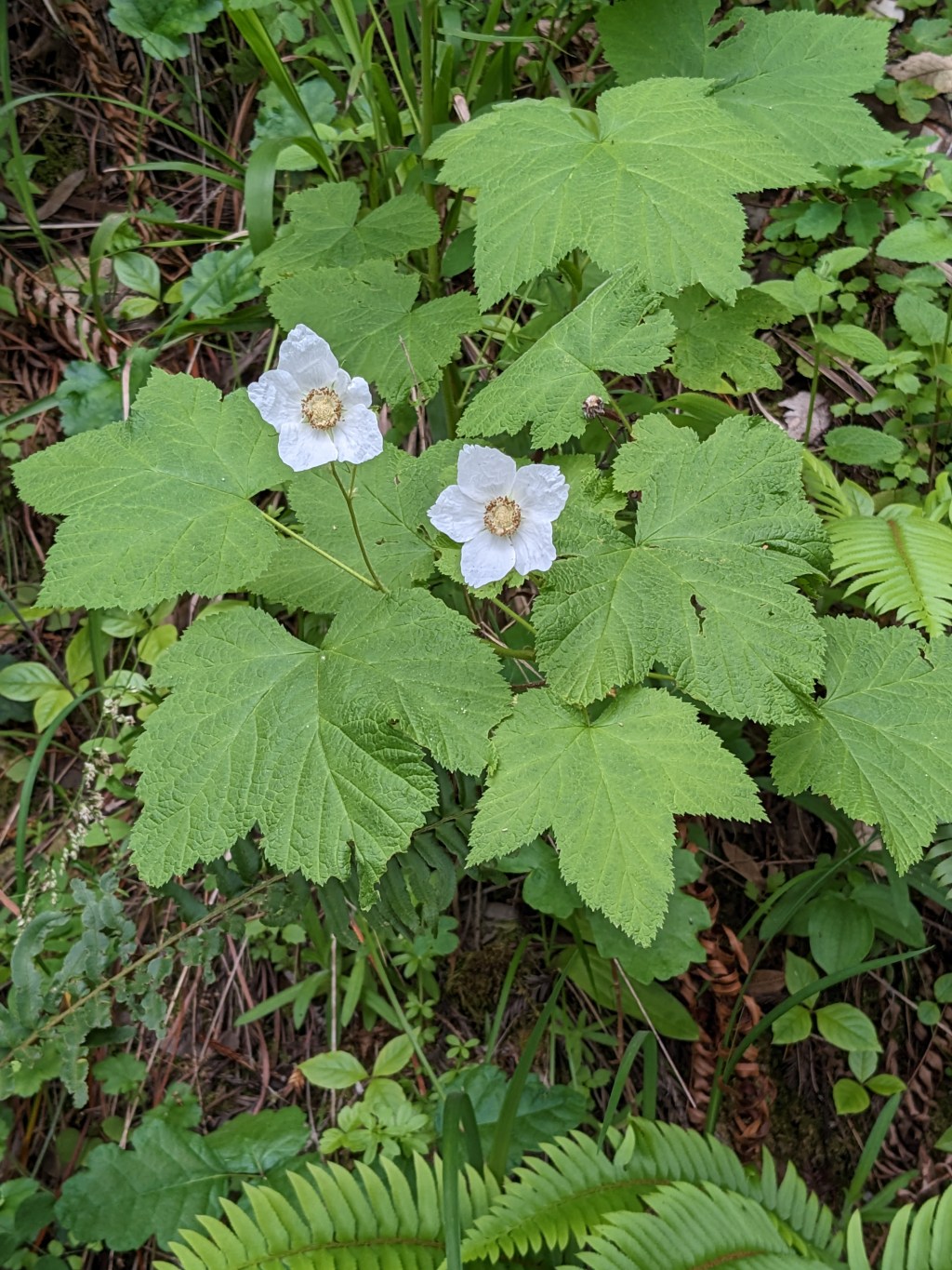 Spring Wildflowers