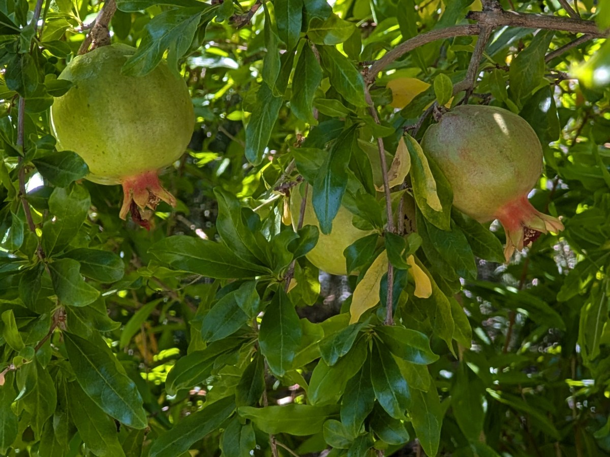 Pomegranates