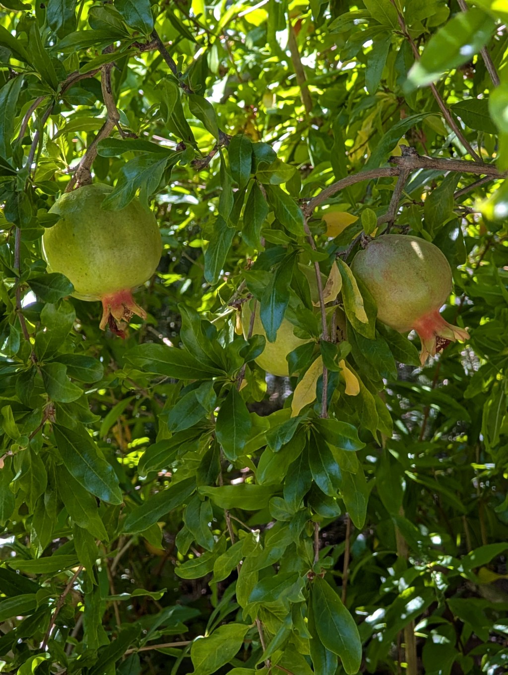 Pomegranates